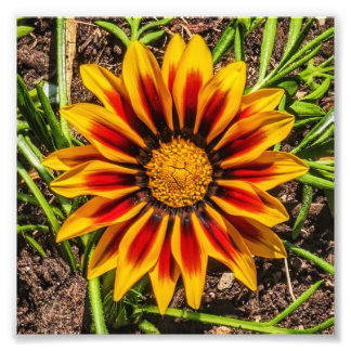 Impresión fotográfica Floral 1