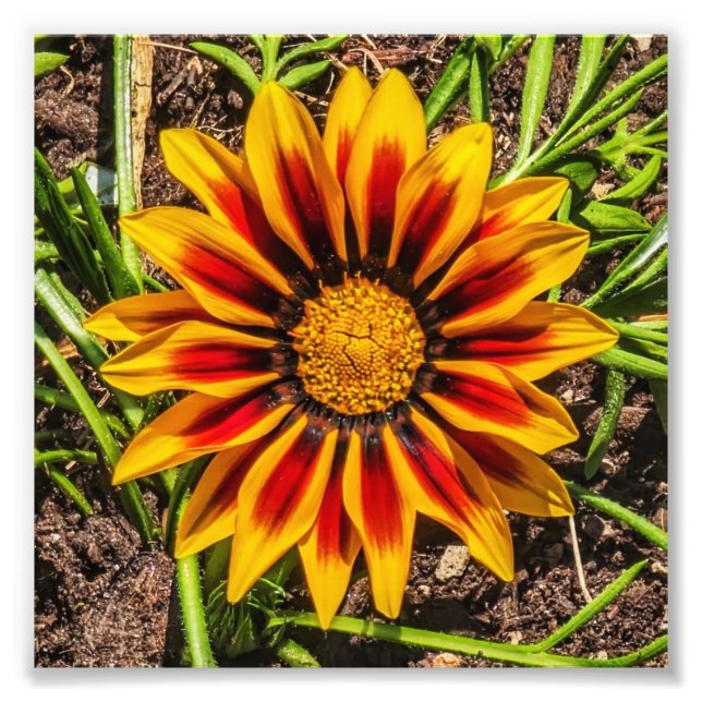 Impresión fotográfica Floral 1 (Frente)