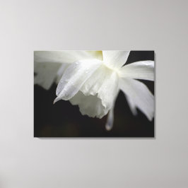 Impresión fotográfica floral de Daffodils blancos