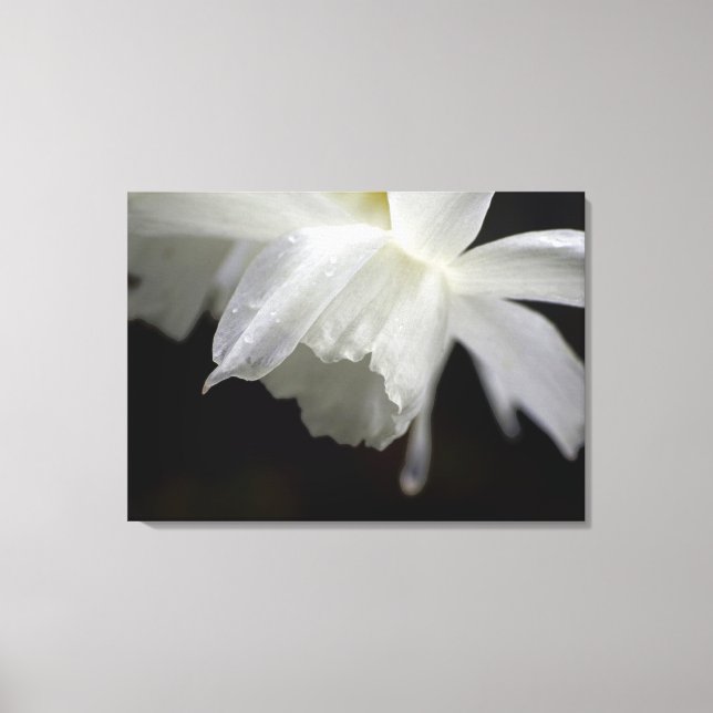 Impresión fotográfica floral de Daffodils blancos (Anverso)