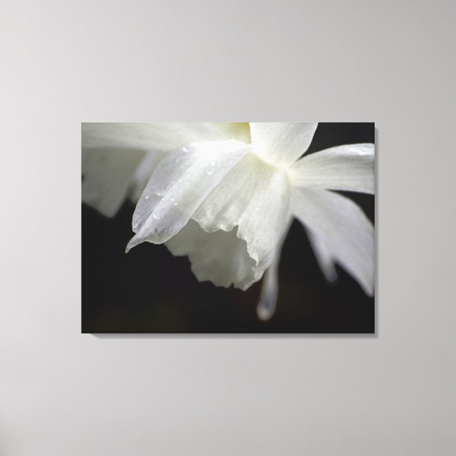 Impresión fotográfica floral de Daffodils blancos (Anverso)