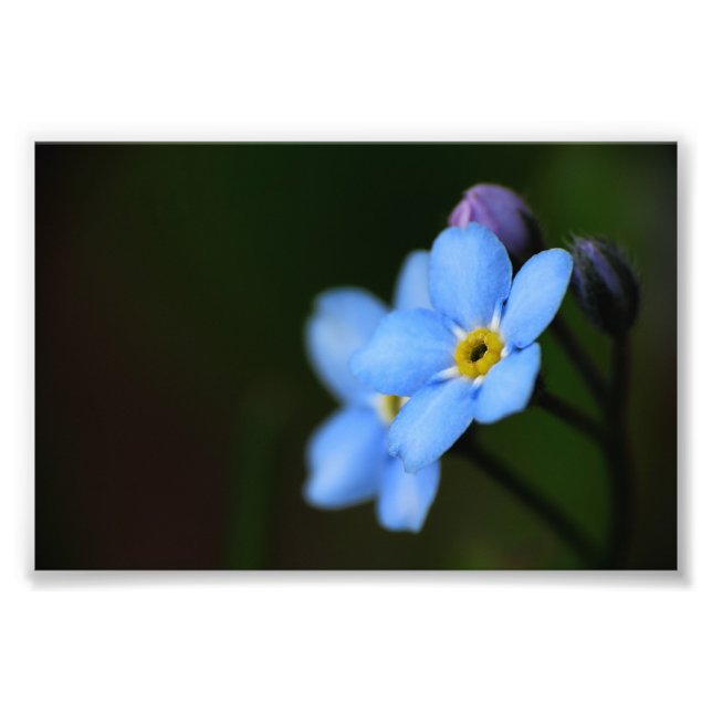 Impresión fotográfica Forget-Me-Nots 10 (Frente)