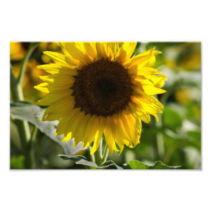Impresión fotográfica - Girasol aislado en campo