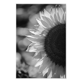 Impresión fotográfica girasol en el campo fotograf