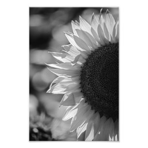 Impresión fotográfica girasol en el campo fotograf