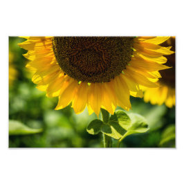 Impresión fotográfica girasol en flor Fotografía