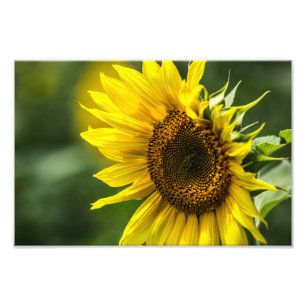 Impresión fotográfica - Girasol iluminado por el s
