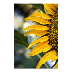 Impresión fotográfica Girasol Lluvia Con Gotitas F