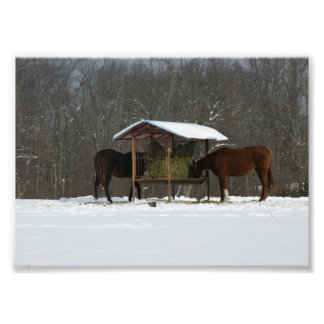 Impresión fotográfica Happy Horses 5x7