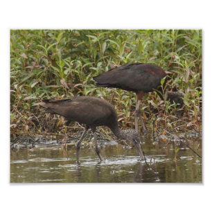Impresión fotográfica Ibis brillante