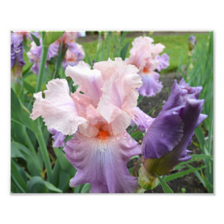 Impresión fotográfica Iris rosa 10"x8"