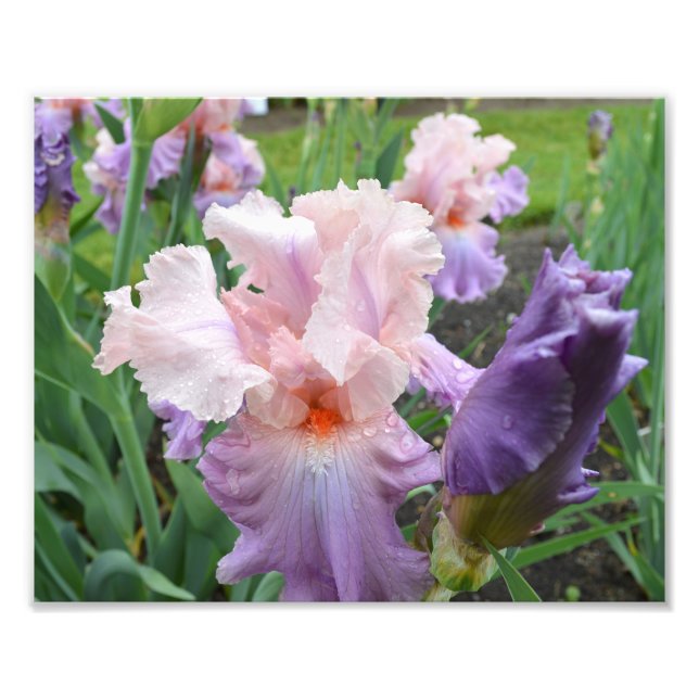 Impresión fotográfica Iris rosa 10"x8" (Frente)
