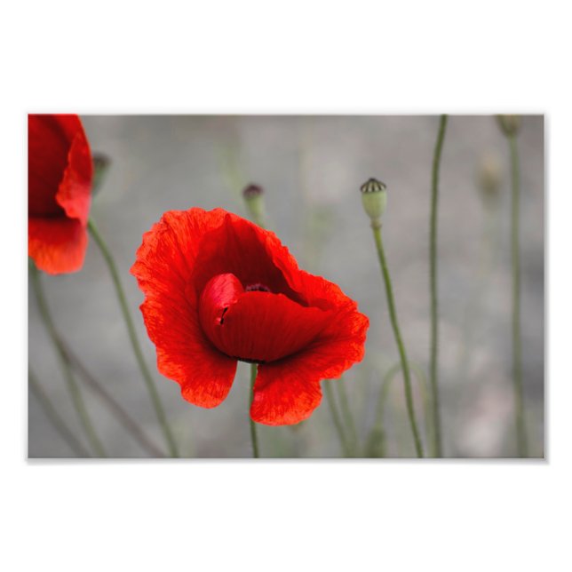 Impresión fotográfica La amapola roja (Frente)