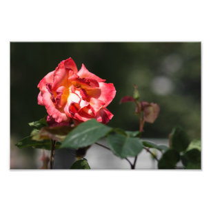Impresión fotográfica La rosa marchita