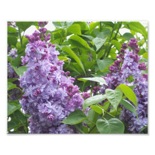 Impresión fotográfica Lilas