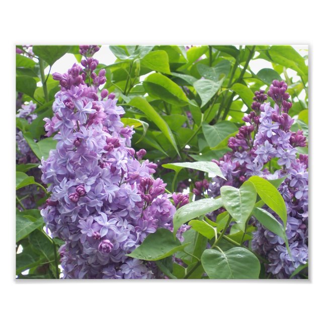 Impresión fotográfica Lilas (Frente)
