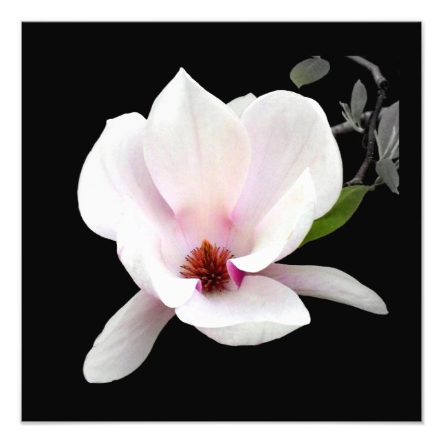 Impresión fotográfica 'Magnolia en flor' (Frente)