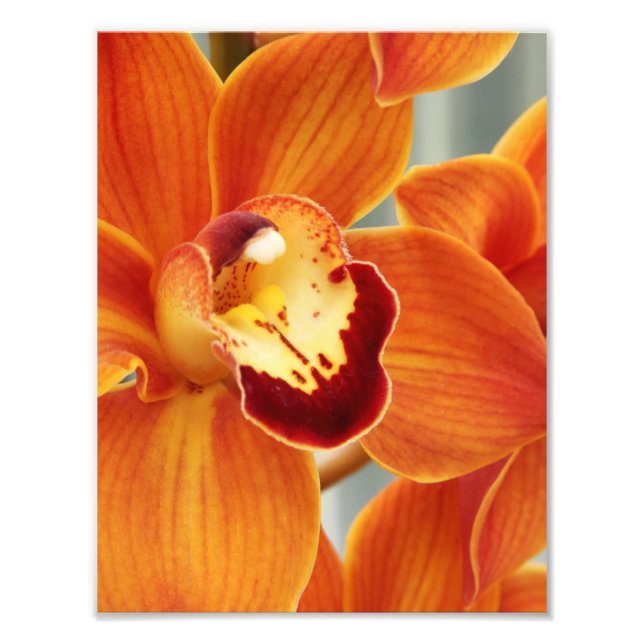 Impresión fotográfica orquídeas (Frente)