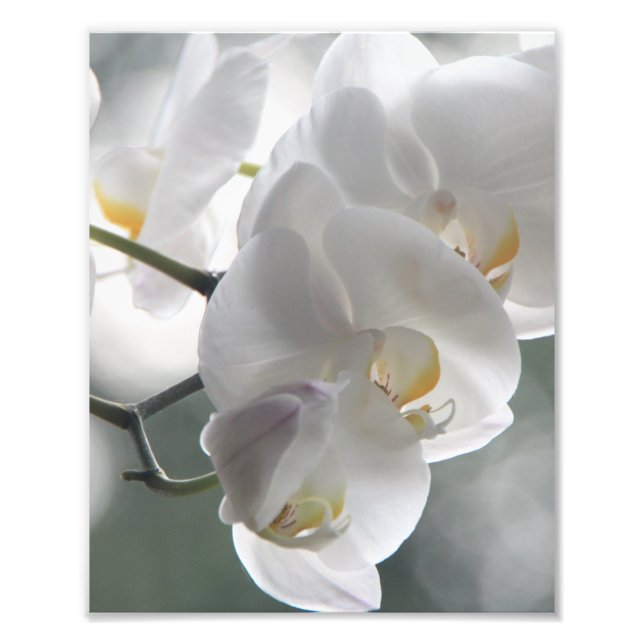Impresión fotográfica Orquídeas Blancas (Frente)