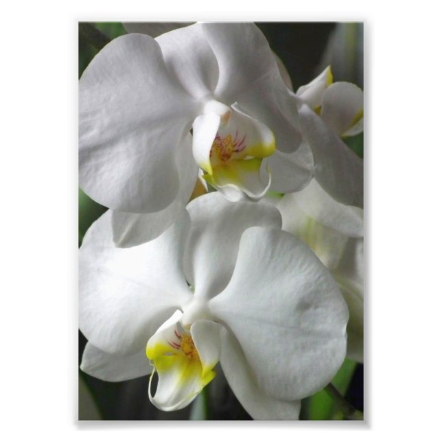 Impresión fotográfica Orquídeas Blancas (Frente)
