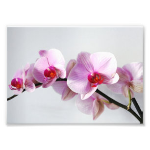 Impresión fotográfica orquídeas rosas