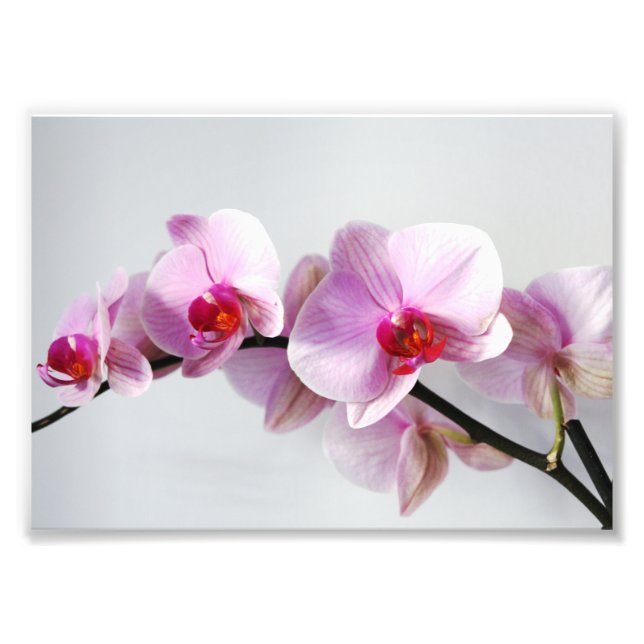Impresión fotográfica orquídeas rosas (Frente)