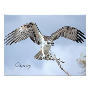 Impresión fotográfica Osprey