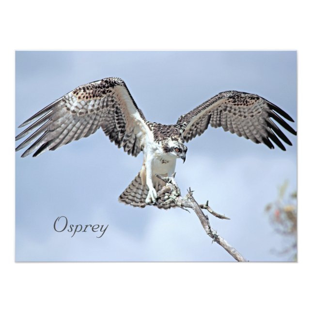 Impresión fotográfica Osprey (Frente)