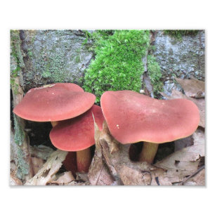 Impresión fotográfica para hongos