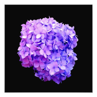 Impresión fotográfica 'Púrpura Hidrangea Bloom'