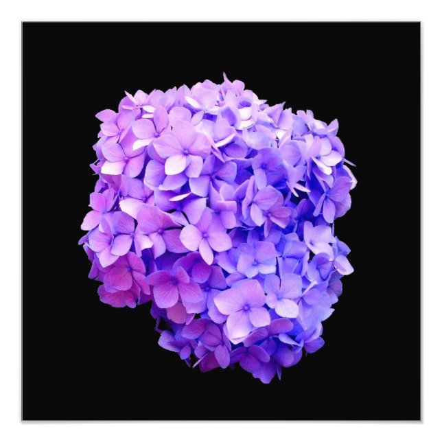 Impresión fotográfica 'Púrpura Hidrangea Bloom' (Frente)