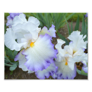 Impresión fotográfica Queen's Circle Iris 10"x8"