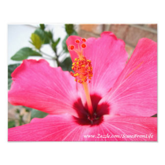 Impresión fotográfica rosa de Hibiscus