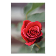 Impresión fotográfica rosa roja elegancia fotograf