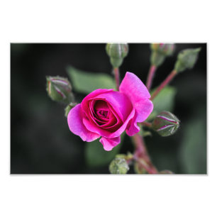 Impresión fotográfica rosa rosa y capullos Fotogra