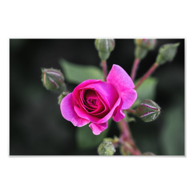 Impresión fotográfica rosa rosa y capullos Fotogra (Frente)