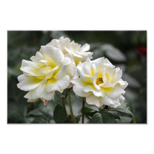 Impresión fotográfica Rosas Blancas Fotografía