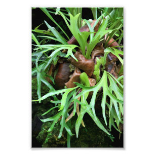 Impresión fotográfica Staghorn Fern