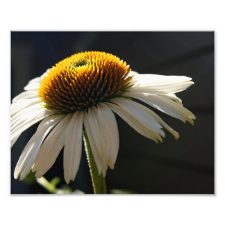 Impresión fotográfica Sunny Daisy 10x8