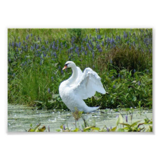 Impresión fotográfica Swan 7 x 5