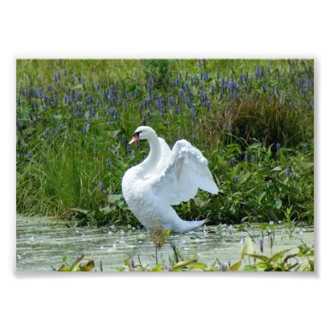 Impresión fotográfica Swan 7 x 5 (Frente)