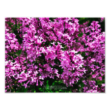 Impresión fotográfica (tamaño exacto) - Lilacs de 