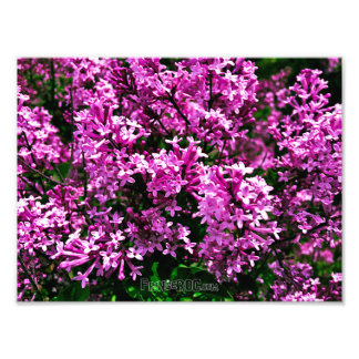 Impresión fotográfica (tamaño exacto) - Lilacs de