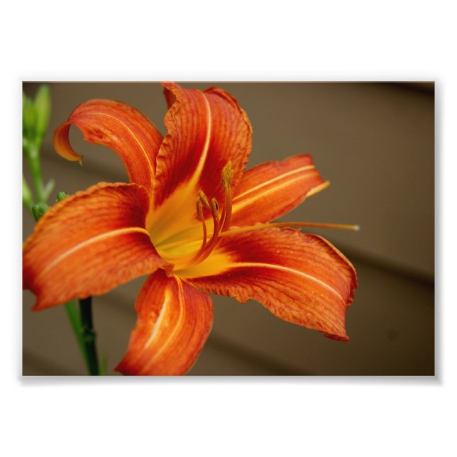 Impresión fotográfica Tiger Lily 5x7 (Frente)