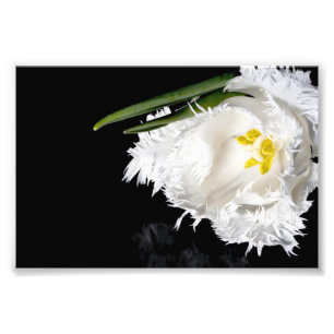 Impresión fotográfica Tulipán