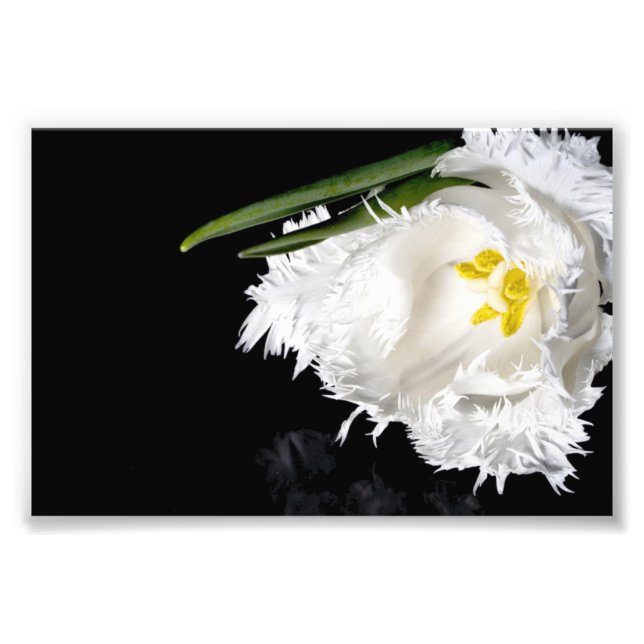 Impresión fotográfica Tulipán (Frente)