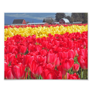 Impresión fotográfica Tulipanes rojos y amarillos
