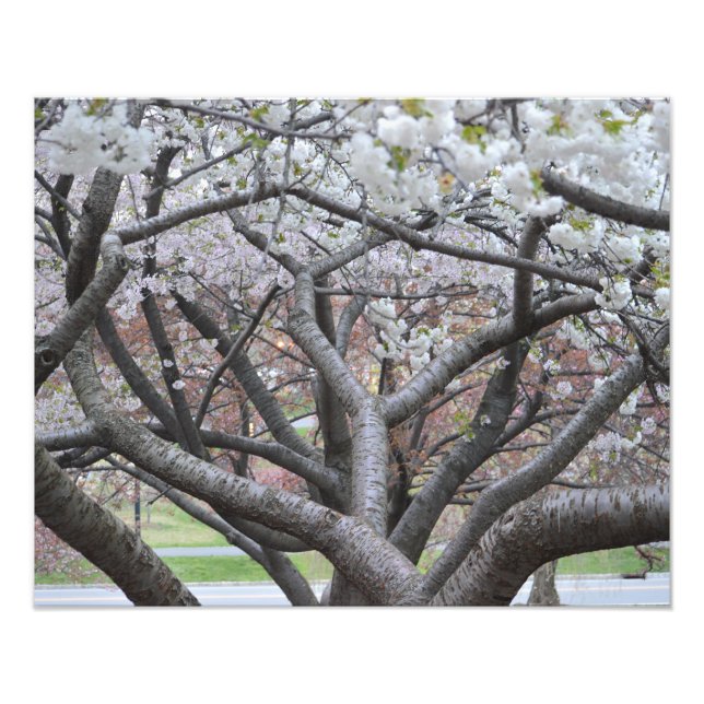 Impresión fotográfica Yoshino Cherry Tree 16"x20" (Frente)