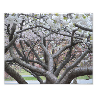 Impresión fotográfica Yoshino Cherry Tree 8"x10"