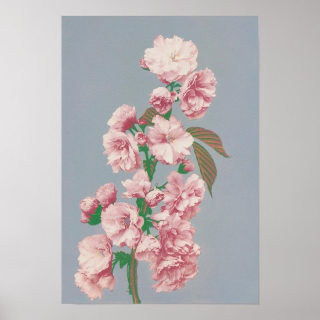 Impresión fotomecánica sobre el florecimiento del  (Frente)